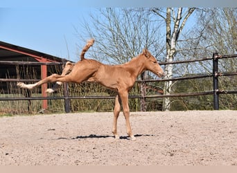 PRE, Étalon, , Palomino