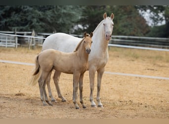 PRE, Étalon, Poulain (04/2026), Perle