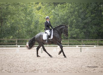 PRE, Étalon, Poulain (04/2026), Perle