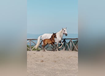 PRE, Étalon, Poulain (04/2026), Peut devenir gris