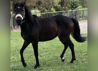 PRE Mix, Gelding, 10 years, 14,3 hh, Smoky-Black