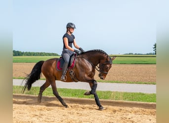 PRE, Gelding, 10 years, 15.1 hh, Bay-Dark