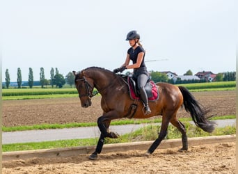 PRE, Gelding, 10 years, 15.1 hh, Bay-Dark