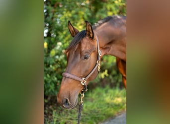 PRE, Gelding, 10 years, 15.1 hh, Bay-Dark