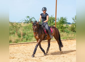 PRE, Gelding, 10 years, 15.1 hh, Bay-Dark