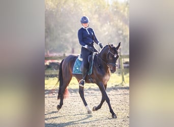 PRE, Gelding, 10 years, 15,1 hh, Bay-Dark