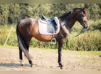 PRE, Wallach, 10 Jahre, 15,1 hh, Dunkelbrauner