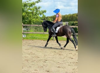 PRE, Gelding, 10 years, 15,1 hh, Black