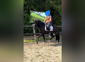 PRE, Gelding, 10 years, 15,1 hh, Black