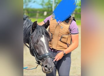 PRE, Gelding, 10 years, 15,1 hh, Black