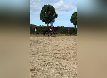 PRE, Gelding, 10 years, 15,1 hh, Black