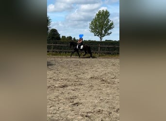 PRE, Gelding, 10 years, 15,1 hh, Black