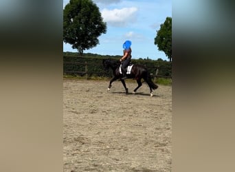 PRE, Gelding, 10 years, 15,1 hh, Black