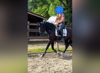 PRE, Gelding, 10 years, 15,1 hh, Black