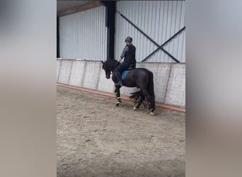 PRE, Gelding, 10 years, 15,1 hh, Black