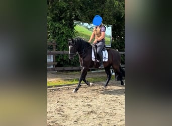 PRE, Gelding, 10 years, 15,1 hh, Black