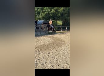 PRE, Gelding, 10 years, 15,1 hh, Black