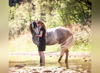 PRE, Gelding, 10 years, 15,1 hh, Gray-Dark-Tan