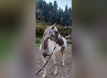 PRE Mix, Gelding, 10 years, 15,1 hh, Pinto