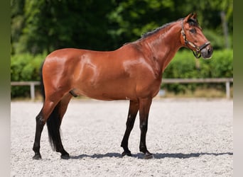 PRE, Gelding, 10 years, 15.2 hh, Brown