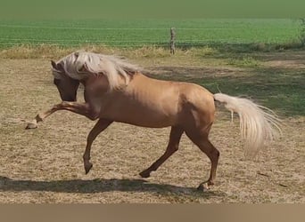 PRE, Gelding, 10 years, 15.2 hh, Palomino