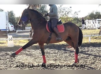 PRE, Gelding, 10 years, 15.3 hh, Brown