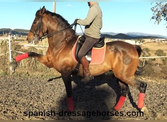 PRE, Gelding, 10 years, 15.3 hh, Brown