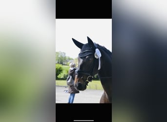 PRE, Gelding, 10 years, 15.3 hh, Brown