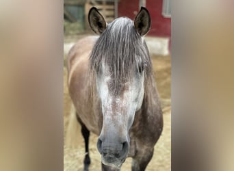 PRE, Gelding, 10 years, 15.3 hh, Brown Falb mold