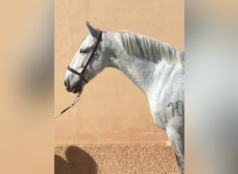 PRE Mix, Gelding, 10 years, 15.3 hh, Gray-Dapple
