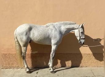 PRE Mix, Gelding, 10 years, 15.3 hh, Gray-Dapple