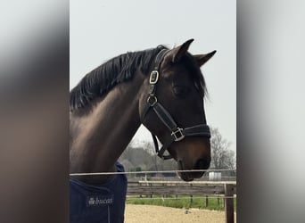 PRE, Gelding, 10 years, 15.3 hh, Smoky-Black