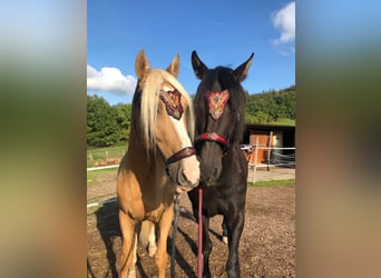 PRE, Gelding, 10 years, 15,2 hh, Black