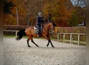 PRE, Gelding, 10 years, 15,2 hh, Brown
