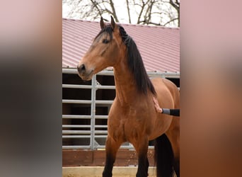 PRE, Gelding, 10 years, 15,2 hh, Dun