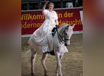 PRE Mix, Gelding, 10 years, 15,2 hh, Grey