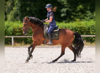 PRE Mix, Gelding, 10 years, 15,3 hh, Brown