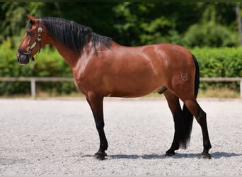 PRE Mix, Gelding, 10 years, 15,3 hh, Brown