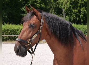 PRE Mix, Gelding, 10 years, 15,3 hh, Brown