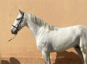 PRE Mix, Gelding, 10 years, 15,3 hh, Grey-Dapple