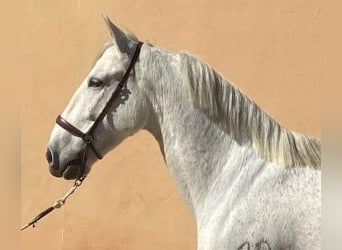 PRE Mix, Gelding, 10 years, 15,3 hh, Grey