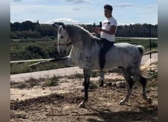 PRE Mix, Gelding, 10 years, 15,3 hh, Grey
