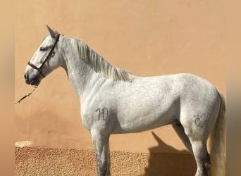 PRE Mix, Gelding, 10 years, 15,3 hh, Grey