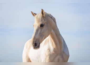 PRE Mix, Gelding, 10 years, 15,3 hh, Pinto