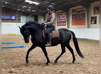 PRE, Gelding, 10 years, 16.1 hh, Black