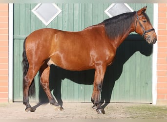 PRE Mix, Gelding, 10 years, 16,1 hh, Brown