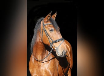 PRE Mix, Gelding, 10 years, 16,1 hh, Brown