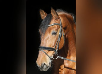 PRE Mix, Gelding, 10 years, 16,1 hh, Brown