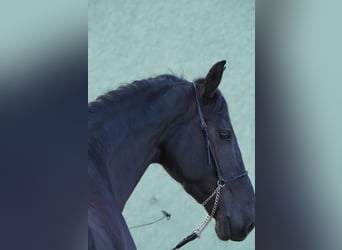 PRE, Gelding, 10 years, 16.2 hh, Black