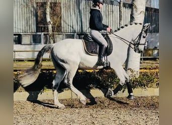 PRE Mix, Gelding, 10 years, 16.2 hh, Grey-Dapple